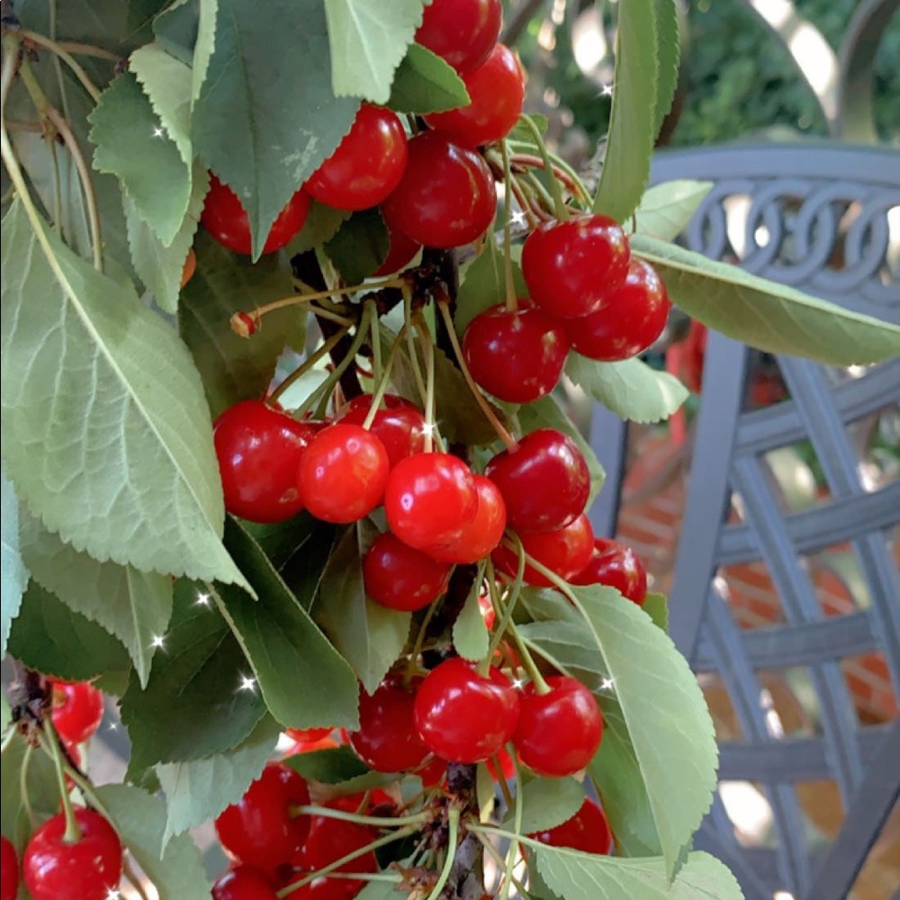 Meet your Posher, Alkida